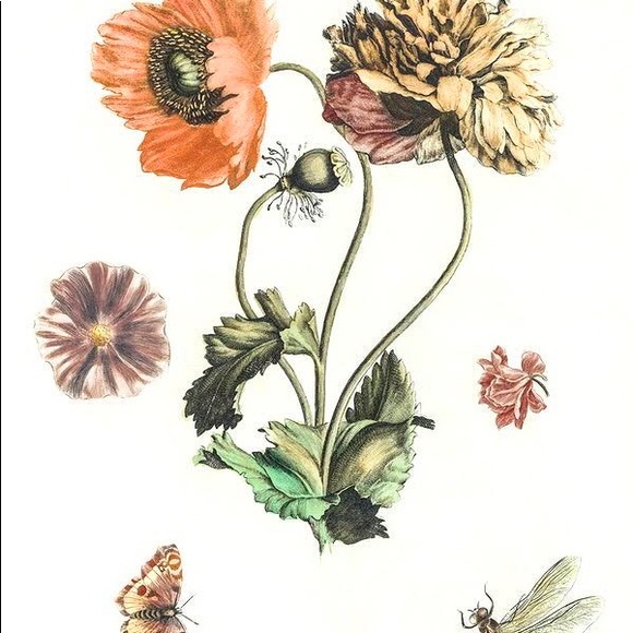 3 Framed Butterfly & Botanical Prints - Picture 3 of 4